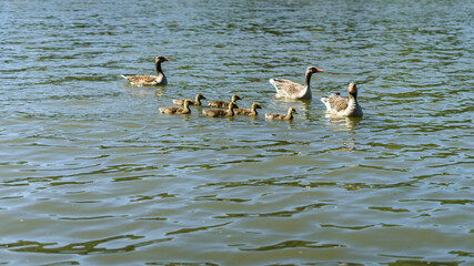 Ducks with chickes swimming