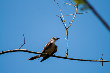 bird on a branch