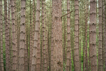 Obraz premium tree bark texture