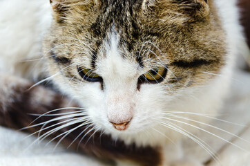 The cat is sneaking up on the victim. A cautious cat fits silently. White spotted cat with yellow eyes. A large portrait of a cat - mustache, nose, eyes, ears. Looking forward.