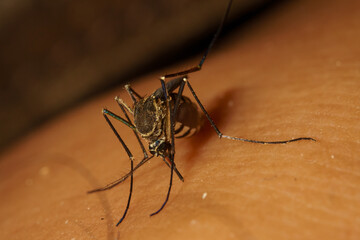 Macro mosquito carrier Dengue fever Chikungunya Malaria sucking blood human skin