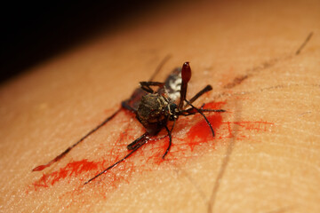 Macro mosquito carrier Dengue fever Chikungunya Malaria sucking blood human skin