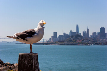 Möwe vor Skyline