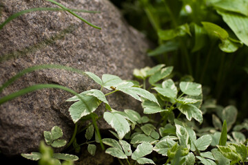 Growing grass near a stone close up
