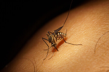 Macro mosquito carrier Dengue fever Chikungunya Malaria sucking blood human skin