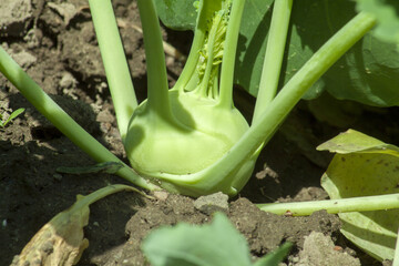 Beautiful green and ripe kohlrabi growing in the ground. 