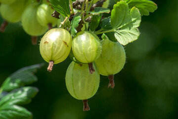 A large and ripe green gooseberry hanging on the bush in the sunshine. 