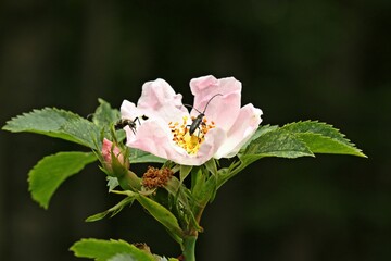 Gefleckter Blütenbock (Pachytodes cerambyciformis) und Gefleckter Halsbock (Anoplodera sexguttata) auf Wildrosenblüte