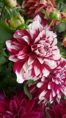 red and yellow flowers