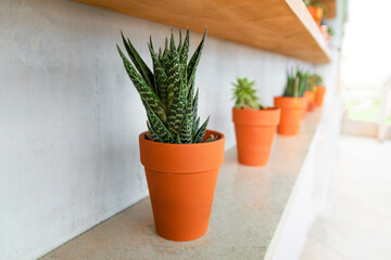 Collection of various cactus and succulent plants in orange pots. Potted cactus house plants on white shelf against white wall.