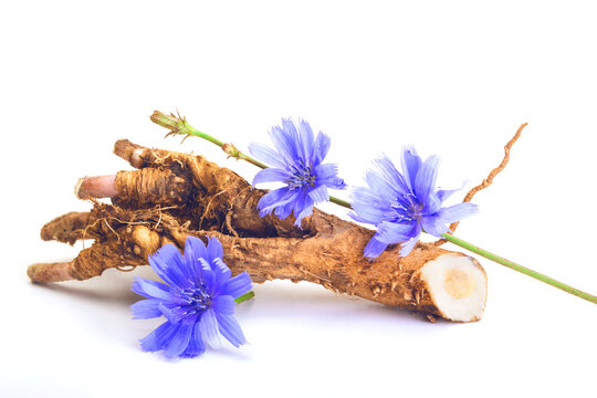 Dry roots of chicory and cichorium flowers isolated on white background. Medicinal herbs. Coffee alternative.