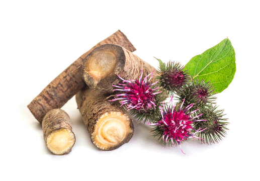 Prickly heads of burdock flowers on a white background. Burdock roots isolated white background. Treatment plant. Isolated on white
