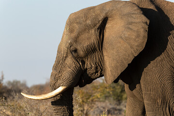 Retrato de elefante en el parque nacional Kruger, Sud&aacute;frica.