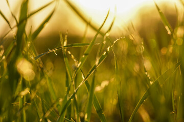 grass in the morning sun