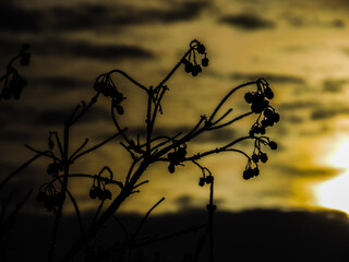 plant at sunset