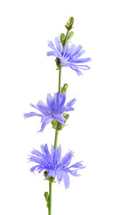 Cichorium intybus - common chicory flowers isolated on the white background. Chicory flowers isolated on white. Medicinal herbs. Coffee alternative. Isolated on white.