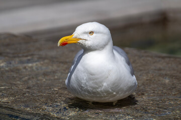 A bird drinking from a pond