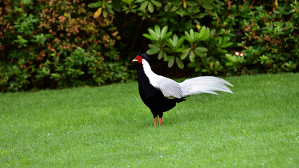 fagiano bianco e nero