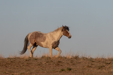Wild Horse in the Utah Desert in Spring