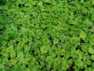 Green leaf texture. Leaf texture background