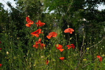 poppies in the field in spring 