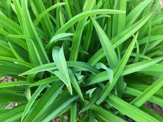 Obraz premium Juicy green grass top view close-up. Natural herbal background. High quality photo