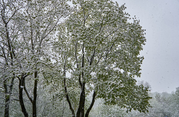 Tree covered in snow during spring time