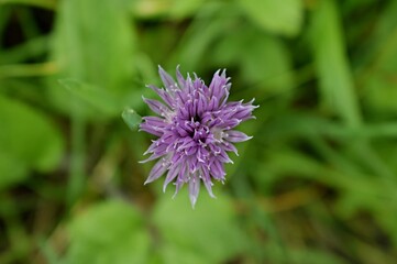 Chive flower