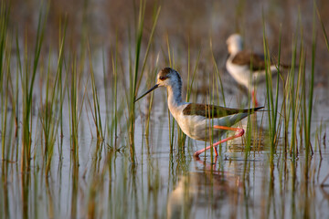 Black-winged Stilt - Himantopus himantopus, beautiful long-legged water bird from European marshes and swamps, Pag island, Croatia.