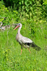 Stork bird with distinctive white and black feathers searching for food in a meadow