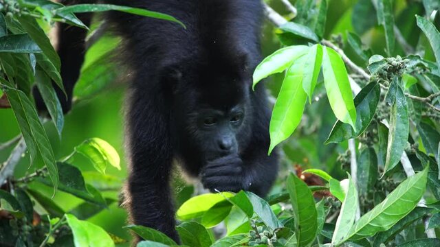 Howler monkey at rainforest mexico chiapas