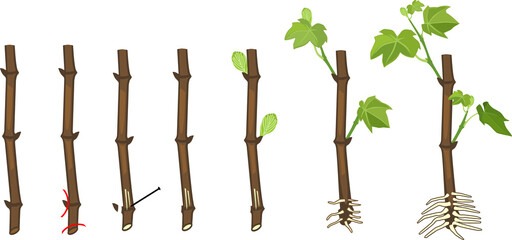 Grapevine vegetative reproduction scheme. Growth stages from propagule (stem cutting) to young rooted grapevine plant isolated on white background