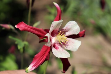 
Blooming in the garden red hybrid iris
