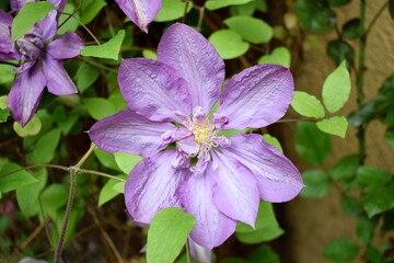Lilac clematis flower