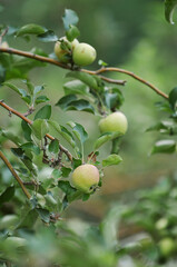 Apple malang fruits and trees, Malang, Indonesia