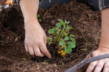 yard work, planting strawberry