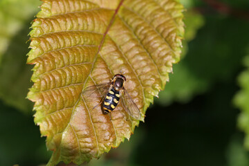 Beautiful Hoverfly on a white flower in the forest