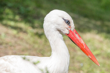 White stork (in german Wei&szlig;storch or Klapperstorch) Ciconia ciconia