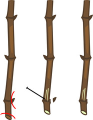 Rooting of Grapevine propagule (stem cutting) for vegetative reproduction isolated on white background