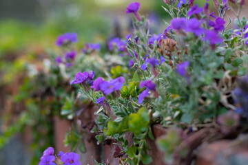 Fototapeta premium Aubrieta flowers growing on a wall