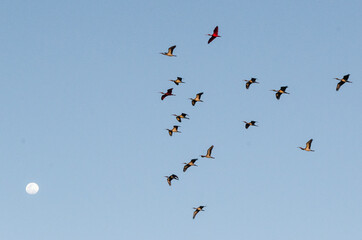 Aves conhecidas como Guará, sobrevoam o céu de Atim, vilarejo nos Lençóis Maranhenses, Brasil