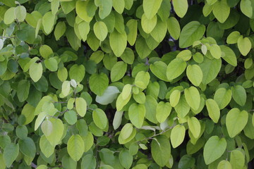 green leaves background