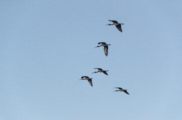 Aves conhecidas como Guará, sobrevoam o céu de Atim, vilarejo nos Lençóis Maranhenses, Brasil