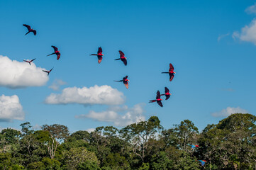 Araras voando na região de Jardim, estado do Mato Grosso do Sul, Brasil