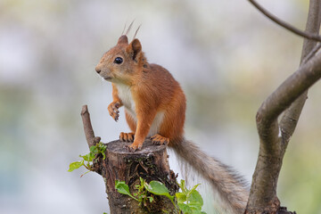 Naklejka na ściany i meble Red squirrel sitting on a stump. Close-up