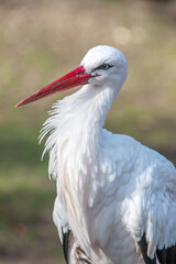 White stork (in german Weißstorch or Klapperstorch) Ciconia ciconia