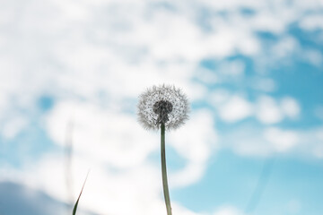 White dandelion against the sky