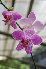 moon orchid, beauty flowers