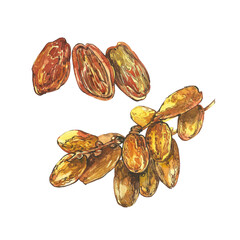 Dates. Hand drawn watercolor illustrations on white background.