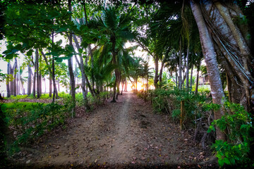 Obraz premium Path in the jungle through palm trees to the beach.